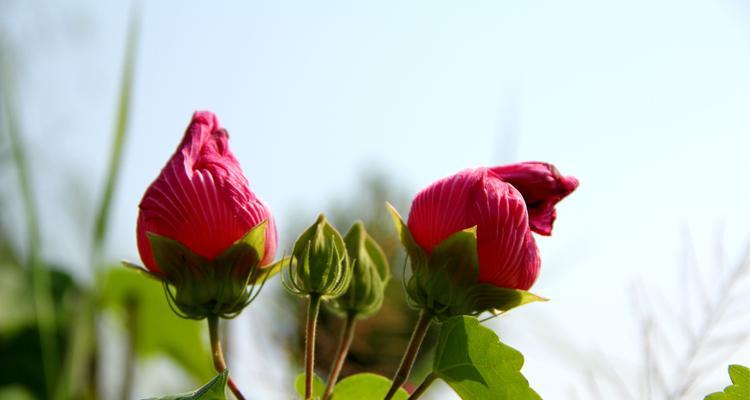 芙蓉花语代表什么含义？芙蓉的花语有哪些特别之处？