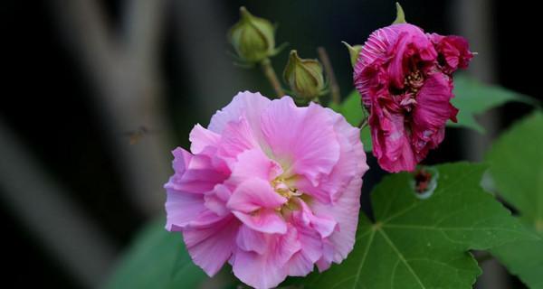 芙蓉花的花语是什么？如何用芙蓉花表达爱意？