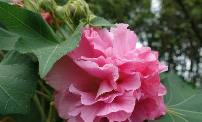 芙蓉花的花语是什么？如何用芙蓉花表达爱意？