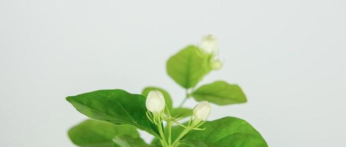 茉莉花语代表什么？茉莉的含义和象征有哪些？