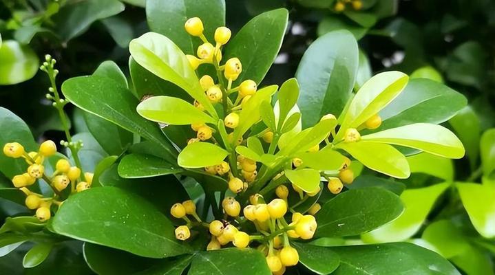 米兰一年四季都能开花吗？米兰的开花季节是什么时候？