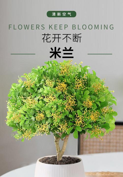 米兰一年四季都能开花吗？米兰的开花季节是什么时候？