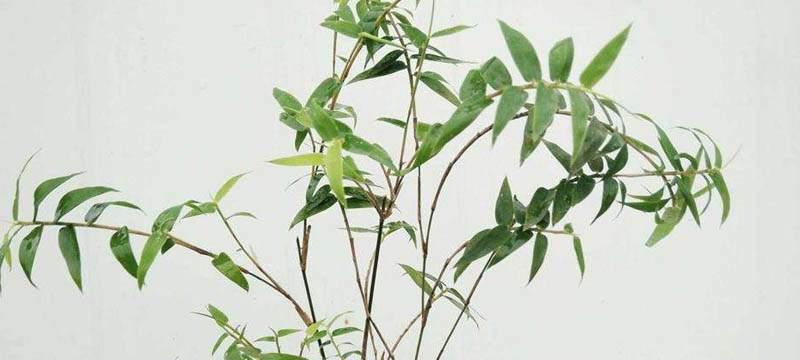 米竹耐寒吗？室外种植能否安全过冬？