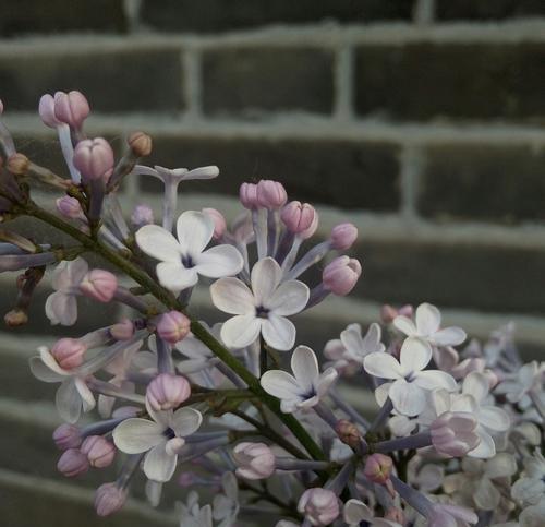 五瓣丁香的花语是什么？五瓣丁香花语背后的故事有哪些？