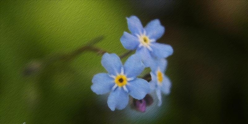 勿忘我的花语永恒的爱是什么意思？如何表达浓情厚谊？