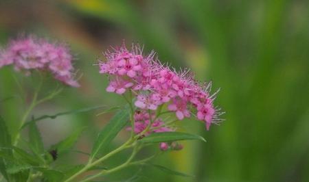 夕雾花的传说是什么？它的花语有哪些含义？