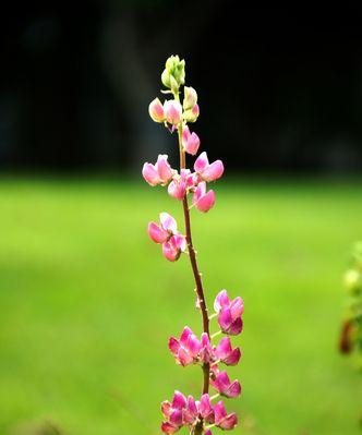 夏天的代表性植物有哪些？如何在夏季照料这些植物？