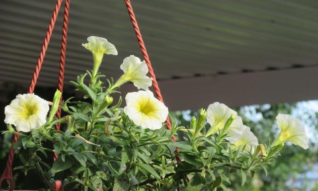 夏天的代表性植物有哪些？如何在夏季照料这些植物？