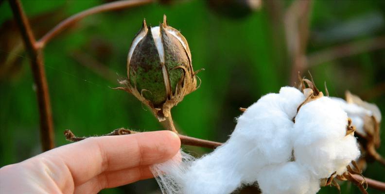 棉花打什么农药好？如何选择合适的农药进行防治？