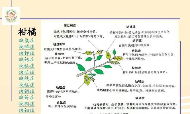 棉花黄叶病是什么原因引起的？如何有效治疗处理？