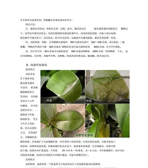 棉花黄叶病是什么原因引起的？如何有效治疗处理？