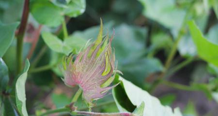 棉花开花吗？棉花开花的样子是怎样的？