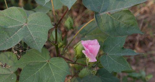 棉花开花吗？棉花开花的样子是怎样的？