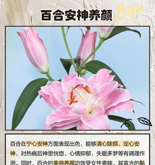 百合花的花语和寓意有哪些？