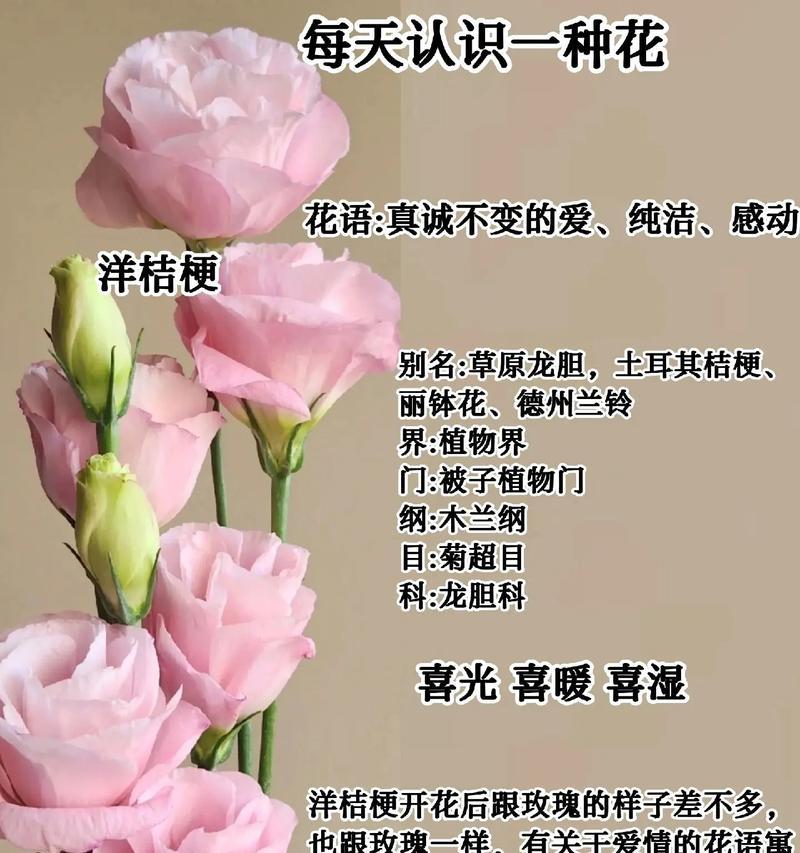 白玫瑰和黄桔梗的花语是什么？这两种花组合在一起的含义是什么？