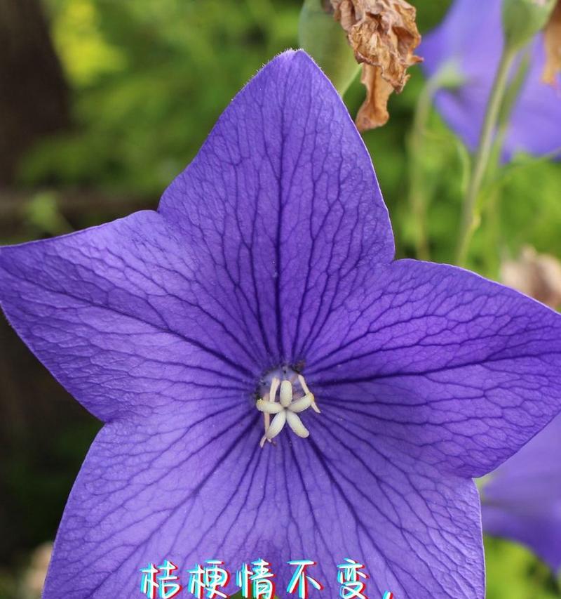 哪种花代表友谊的花语？