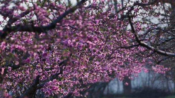 桃花的花语与春意有何联系？