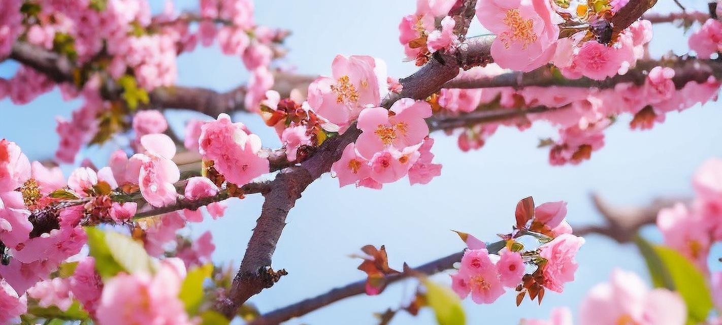 在寿宴上送花有哪些特别的寓意？选择哪种花最合适？