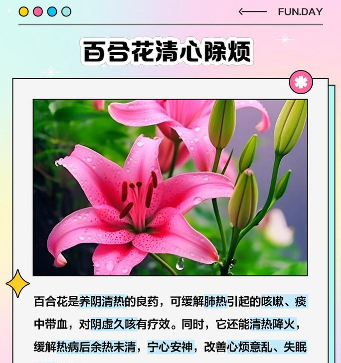 香水百合的花语是什么？