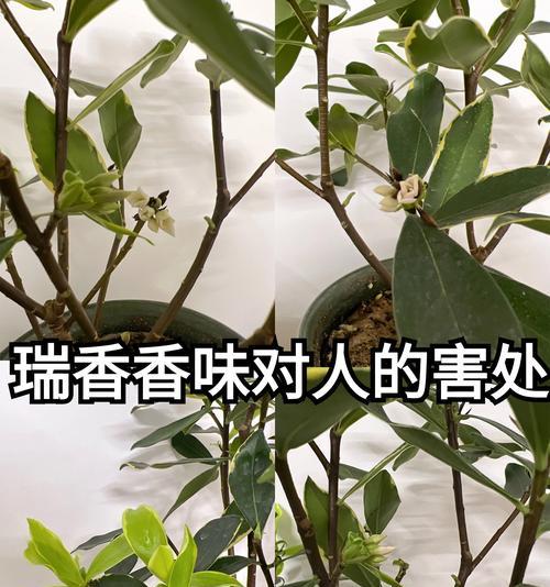 瑞香象征着什么？