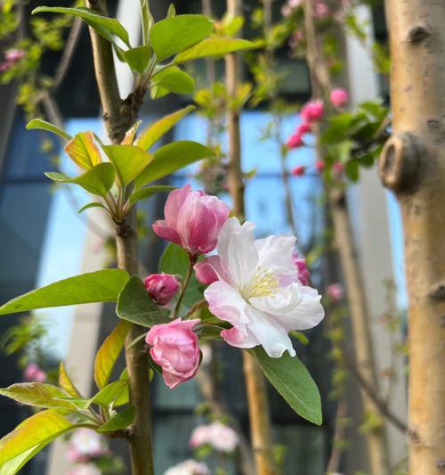 海棠花的花语有哪些？它在不同文化中象征着什么？