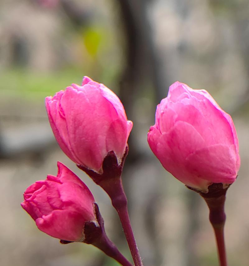 海棠花的花语有哪些？它在不同文化中象征着什么？