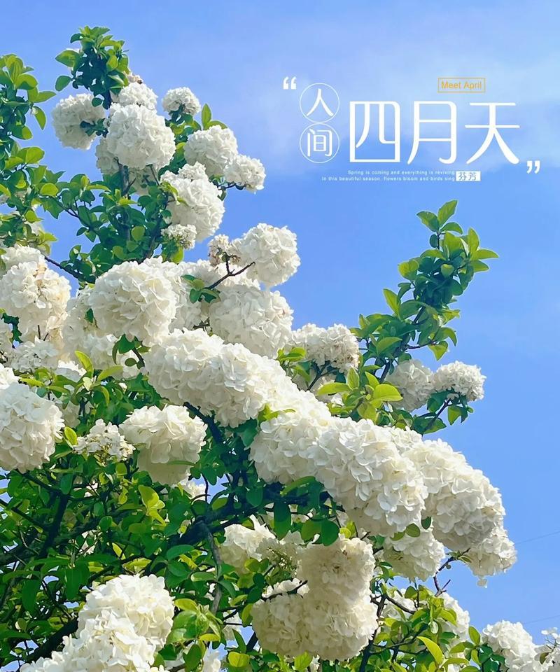 粉绣球花的花语是什么？粉绣球花在花语中的象征意义是什么？