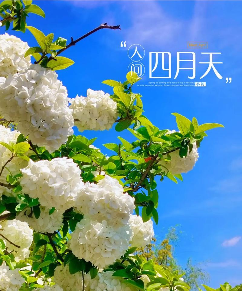 粉绣球花的花语是什么？粉绣球花在花语中的象征意义是什么？