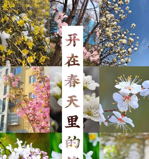 迎春花的花语是什么？迎春姑娘与迎春花有何关联？