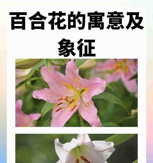 百合花象征着哪种工作？它传递了哪些职业信息？