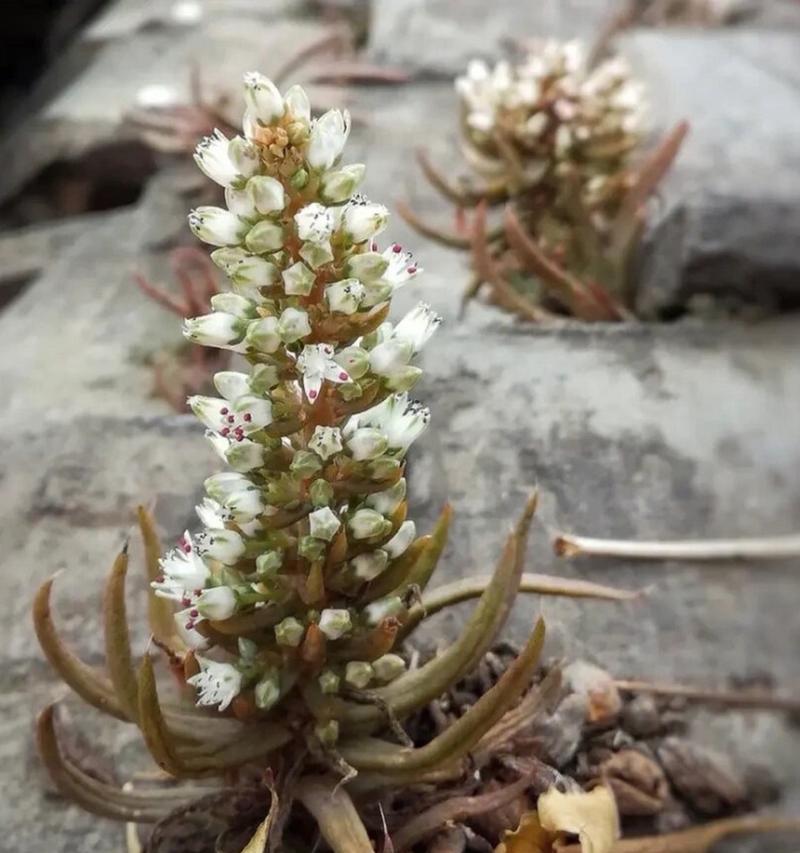 植物本草怎么样？它的药用价值和使用方法是什么？