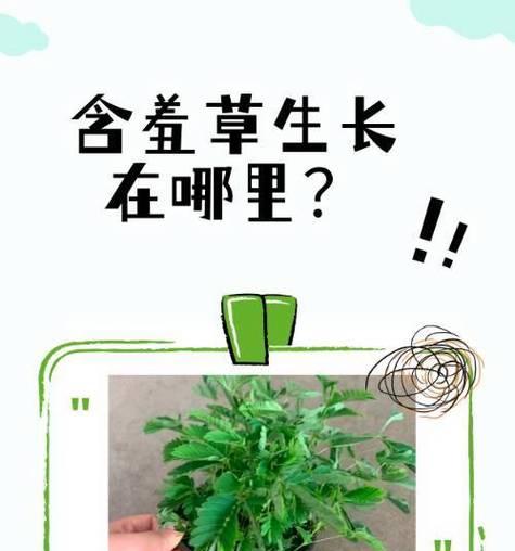 常见的热带植物有哪些？它们的养护要点是什么？