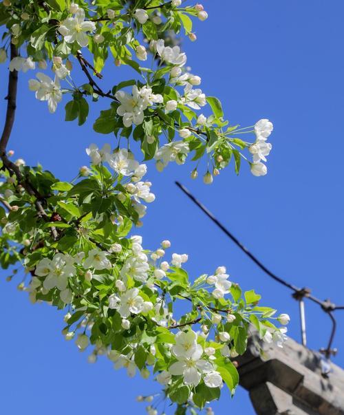 内蒙古室内花卉有哪些品种？适合内蒙古气候的室内花卉推荐？