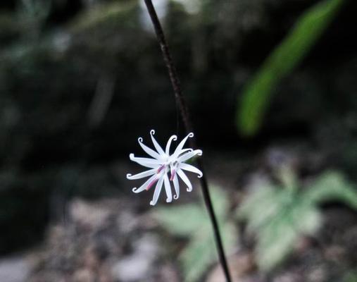 属兔的人适合养哪些植物？这些植物有什么特别的意义？