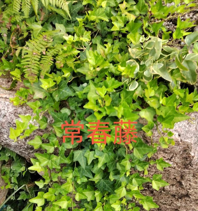 哪些植物具有“旅行”特性？它们是如何移动的？