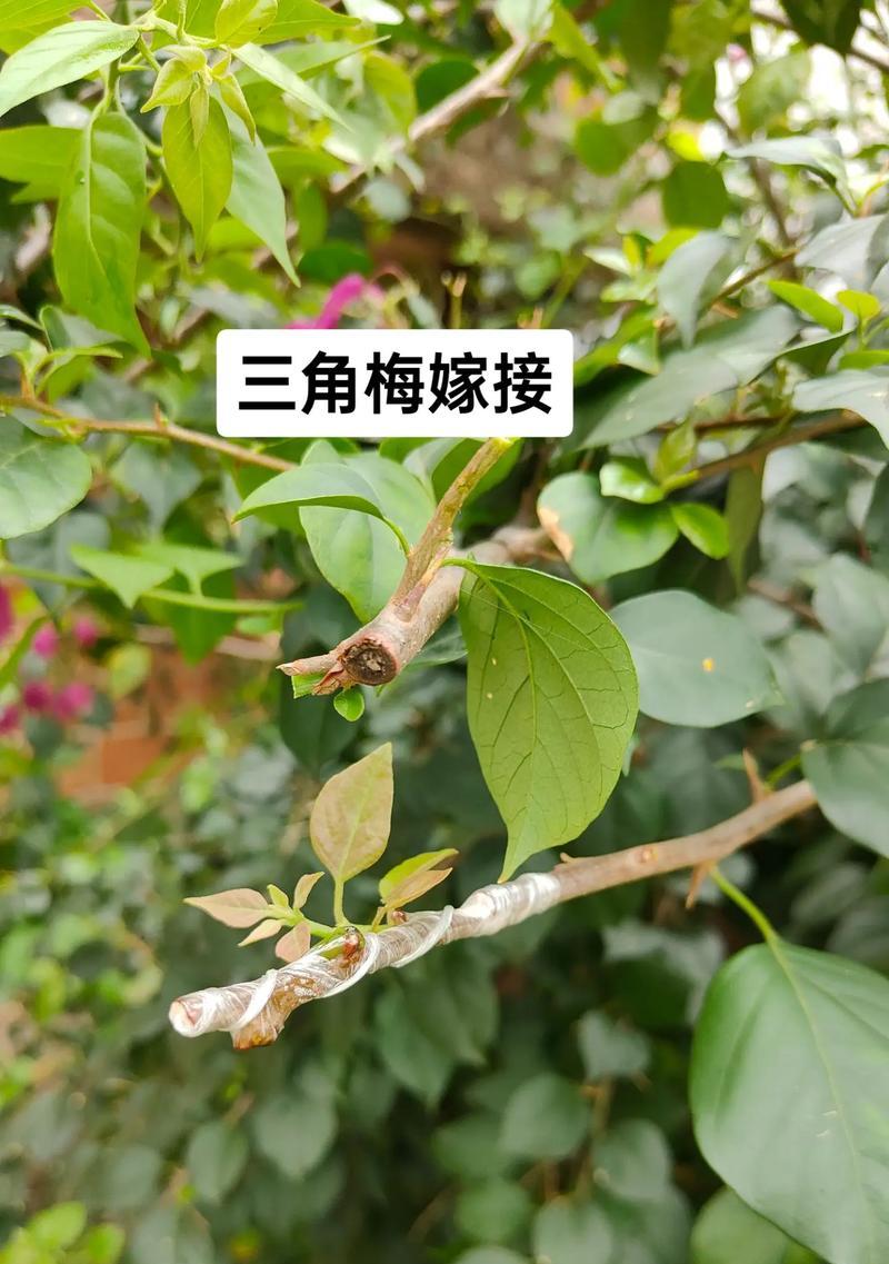 车厘子与桃树嫁接的存活率如何？