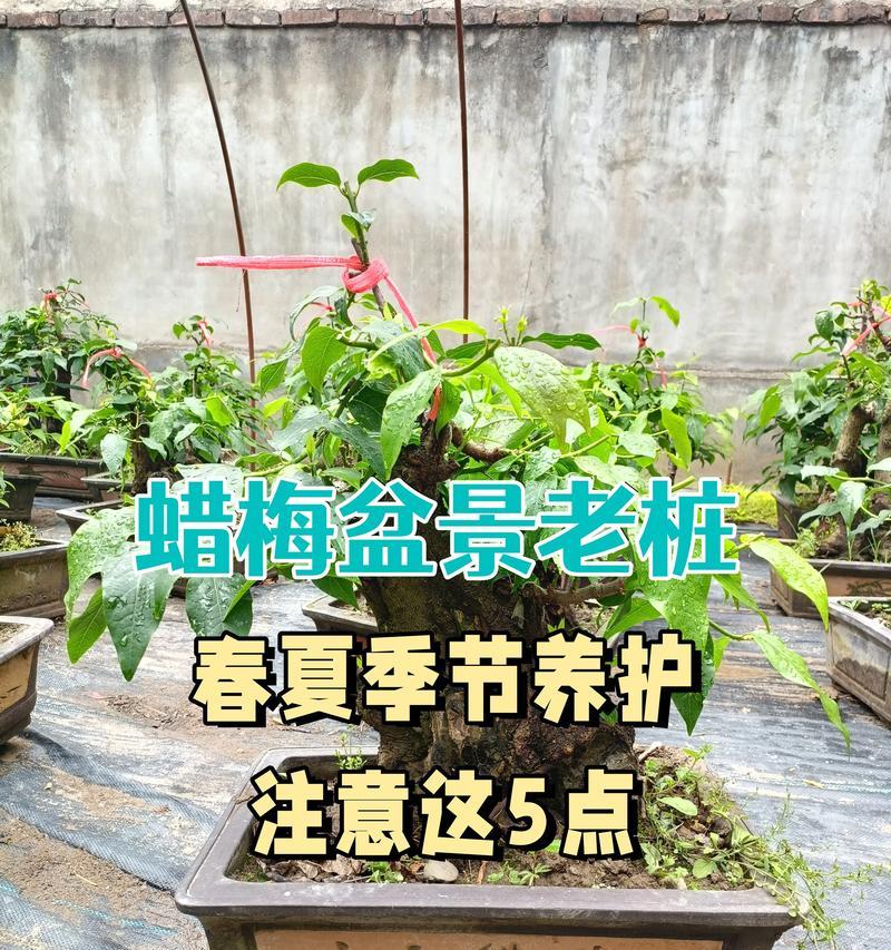 盆景绿植中常见的花卉品种有哪些？它们的养护要点是什么？