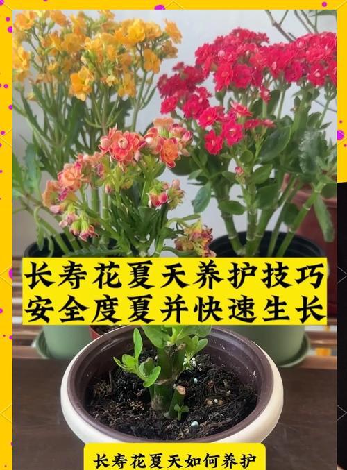 盆景绿植中常见的花卉品种有哪些？它们的养护要点是什么？