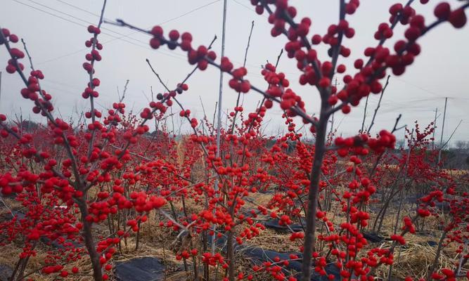 冬春季节户外适合种植哪些花卉品种？