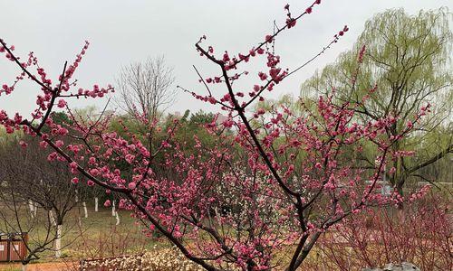 哪些植物花卉能在绝境中逢春？