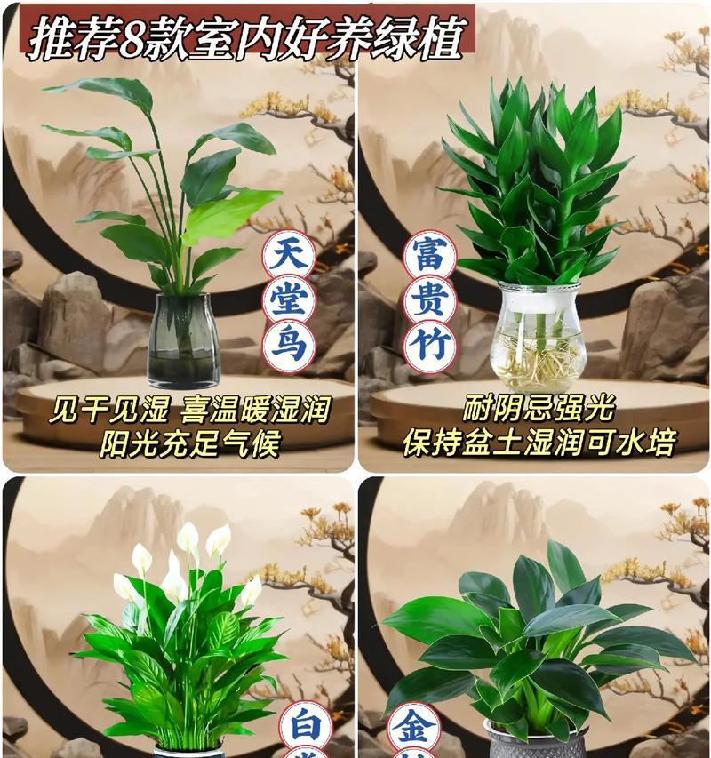 男生适合养什么植物？有哪些推荐的品种？