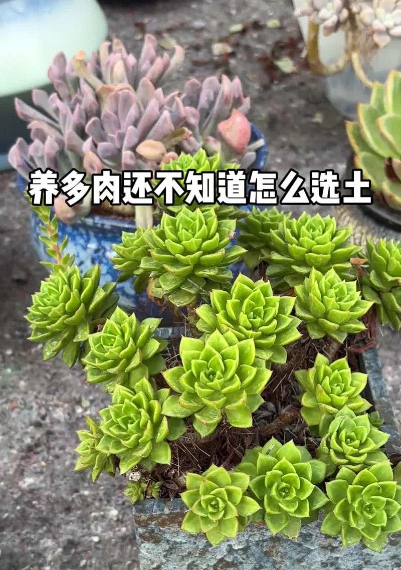 肉球植物的养护技巧有哪些？