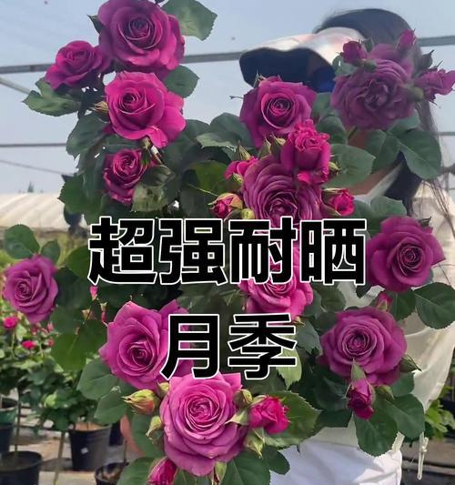 哪些花卉能耐半阴半阳和暴晒？如何选择合适的品种？